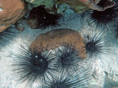 Three-Rowed Sea Cucumber (12